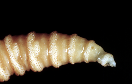 Maitland Man Arrested in Screwworm Import Crackdown