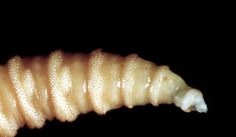 Maitland Man Arrested in Screwworm Import Crackdown