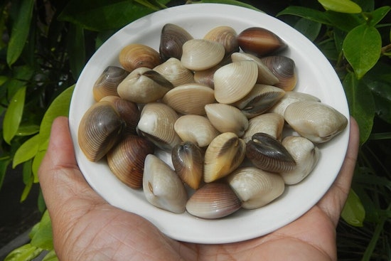 Manila Clams Confirmed Along Massachusetts Coast