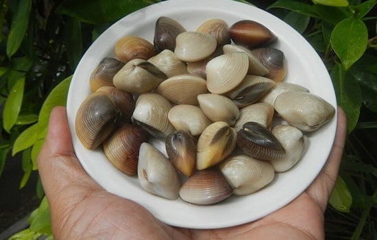 Manila Clams Confirmed Along Massachusetts Coast