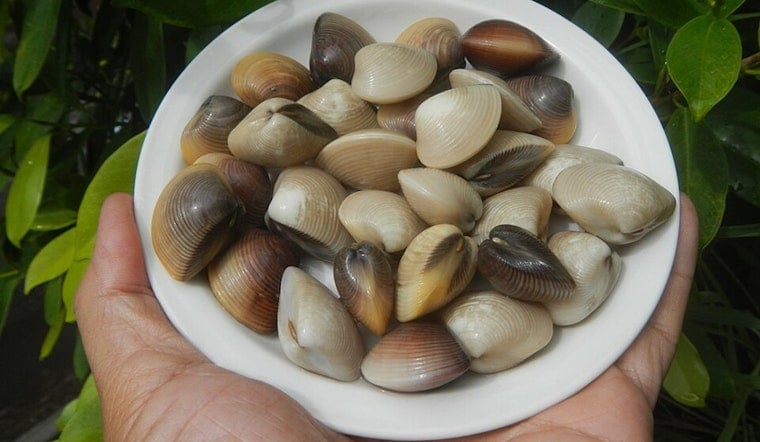 Manila Clams Confirmed Along Massachusetts Coast