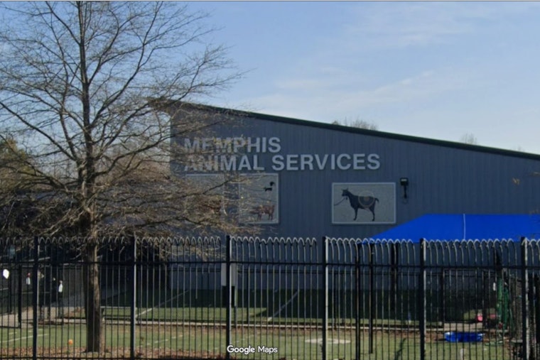 Memphis Animal Services Pauses Intake After Parvo Outbreak