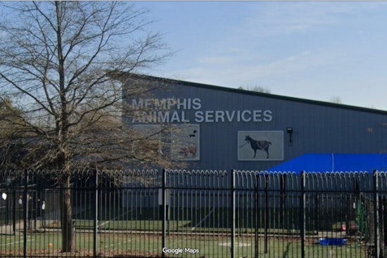 Memphis Animal Services Pauses Intake After Parvo Outbreak