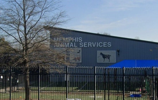 Memphis Animal Services Pauses Intake After Parvo Outbreak