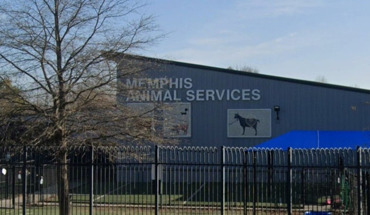 Memphis Animal Services Pauses Intake After Parvo Outbreak