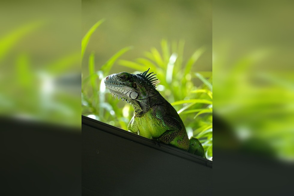 Memphis FedEx Freakout As Iguana Titan Explodes Out Of Box