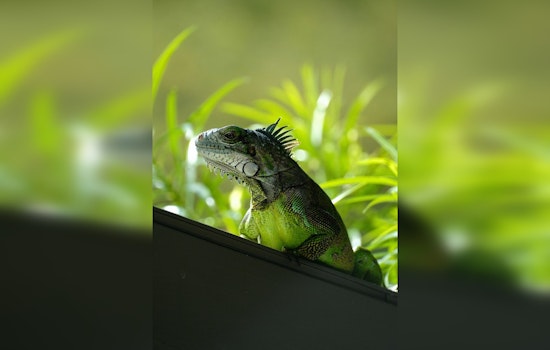 Memphis FedEx Freakout As Iguana Titan Explodes Out Of Box
