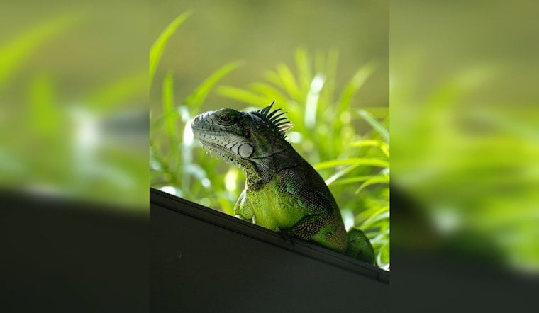 Memphis FedEx Freakout As Iguana Titan Explodes Out Of Box