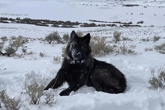 Mesa County’s Wolf Wrangler Patrol Tries To Keep Peace On The Range