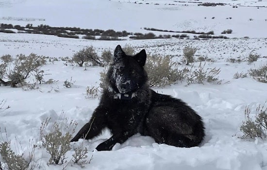 Mesa County’s Wolf Wrangler Patrol Tries To Keep Peace On The Range