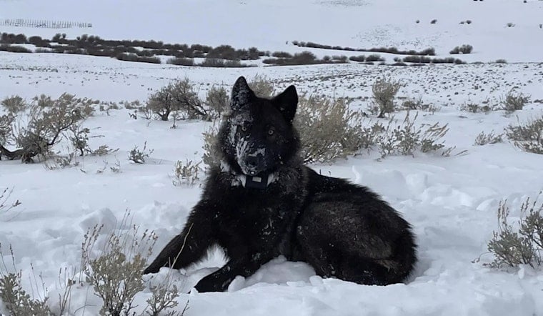 Mesa County’s Wolf Wrangler Patrol Tries To Keep Peace On The Range