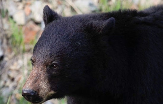 Midnight Bear Busted Raiding Ball Ground Bird Feeder On Nest Cam