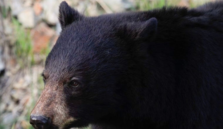 Midnight Bear Busted Raiding Ball Ground Bird Feeder On Nest Cam
