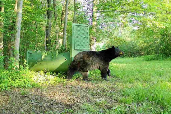 Midnight Bear Roams Quiet Pepper Pike Driveway