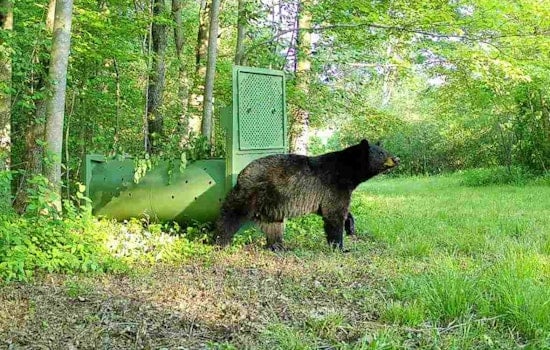 Midnight Bear Roams Quiet Pepper Pike Driveway