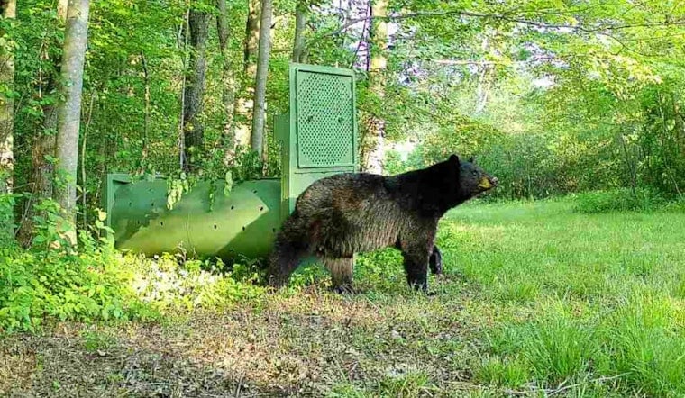 Midnight Bear Roams Quiet Pepper Pike Driveway