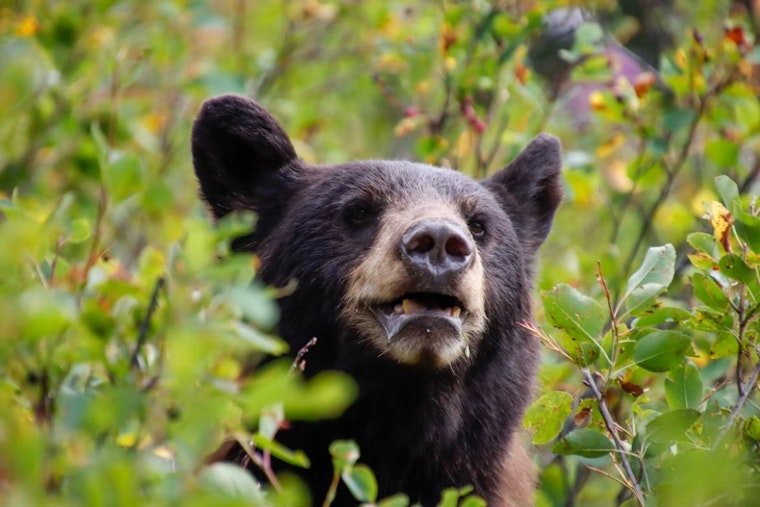Midnight Bear Stroll Rattles Quiet Garfield Heights Block