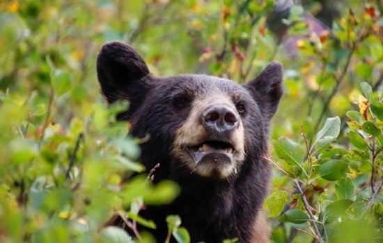 Midnight Bear Stroll Rattles Quiet Garfield Heights Block