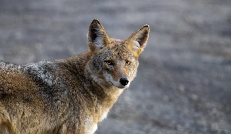 Midnight Coyote Roof Run Jars Phoenix Man Awake Two Nights Straight