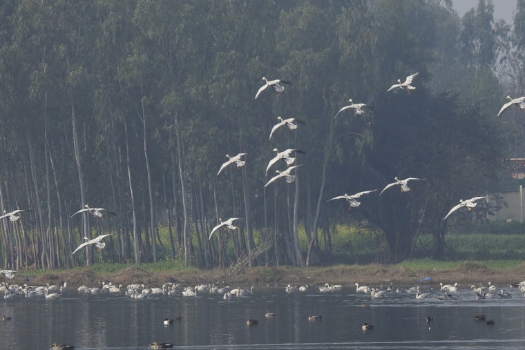 Migratory Bird Meltdown Puts City Skies On The Line