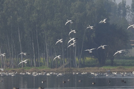Migratory Bird Meltdown Puts City Skies On The Line