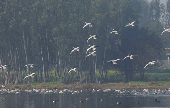 Migratory Bird Meltdown Puts City Skies On The Line