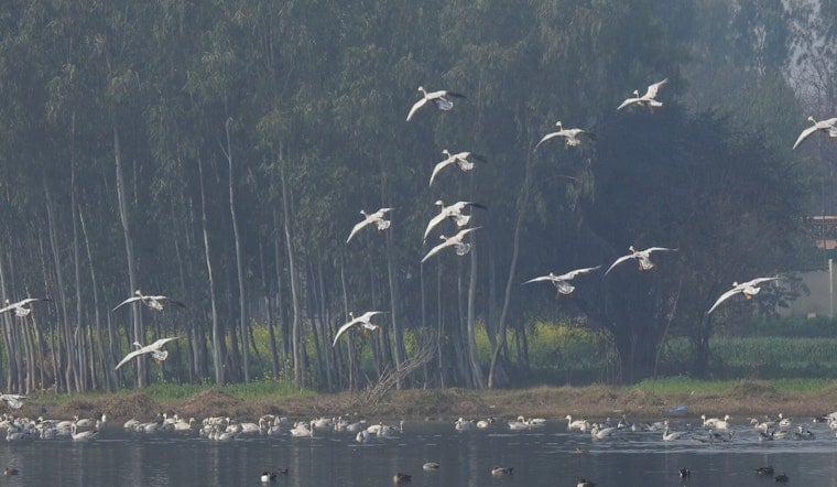 Migratory Bird Meltdown Puts City Skies On The Line