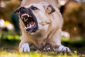 Mission Beach Dog Brawl Erupts As Men Throw Punches During Fight