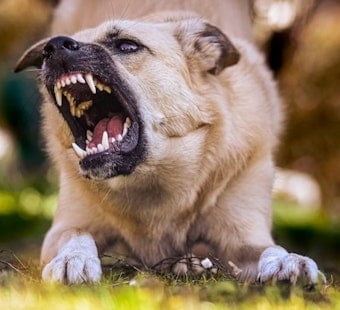 Mission Beach Dog Brawl Erupts As Men Throw Punches During Fight