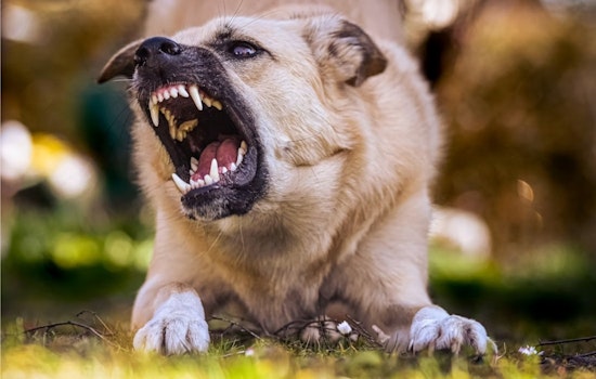 Mission Beach Dog Brawl Erupts As Men Throw Punches During Fight