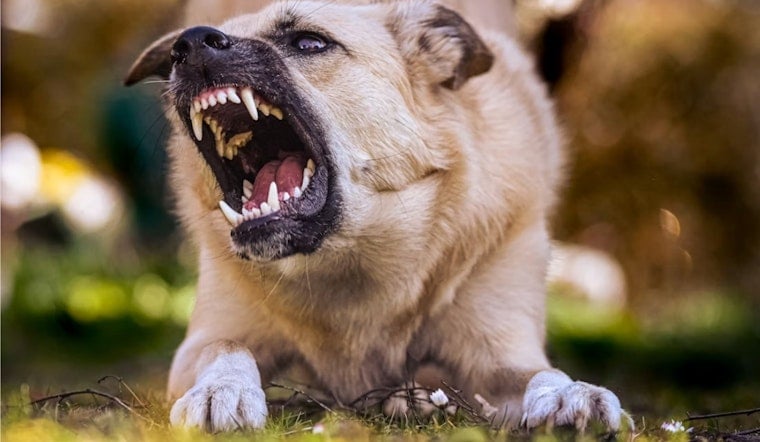 Mission Beach Dog Brawl Erupts As Men Throw Punches During Fight