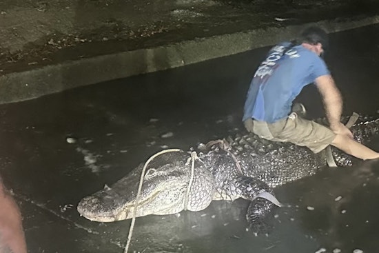 Monster Gator Snatched From Nassau Bay Spurs Clear Lake Warning