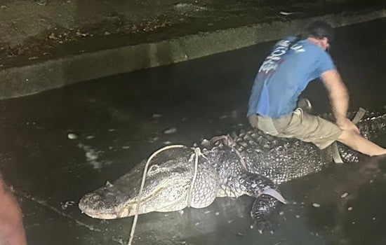 Monster Gator Snatched From Nassau Bay Spurs Clear Lake Warning