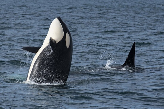 Monterey Bay Orcas Turn Dolphin Hunt Into Shocking Aerial Show