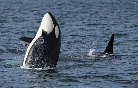 Monterey Bay Orcas Turn Dolphin Hunt Into Shocking Aerial Show