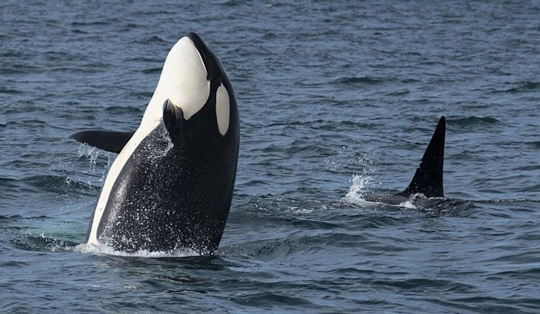 Monterey Bay Orcas Turn Dolphin Hunt Into Shocking Aerial Show