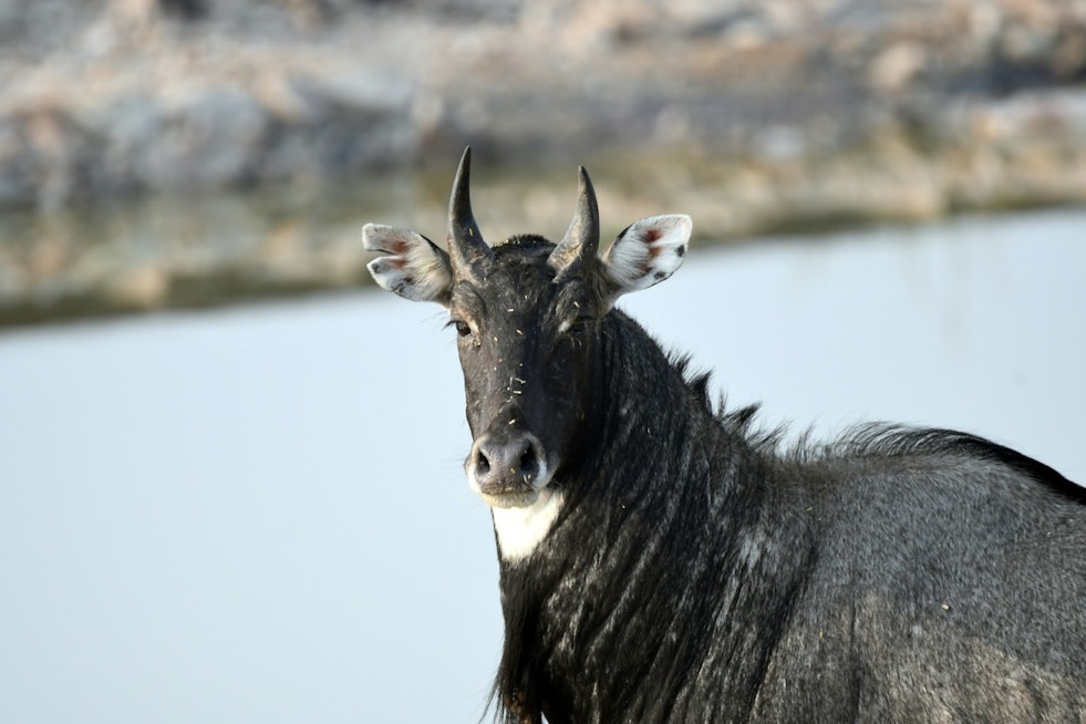 More Than 100,000 Exotic Animals Roam Across Texas