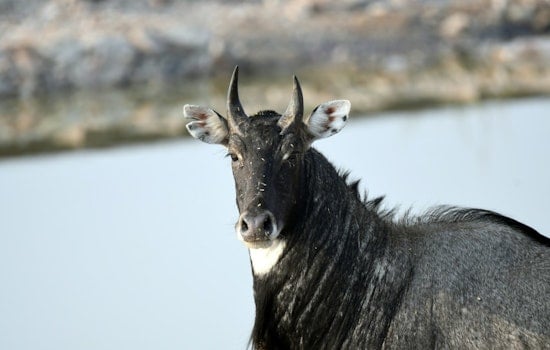 More Than 100,000 Exotic Animals Roam Across Texas