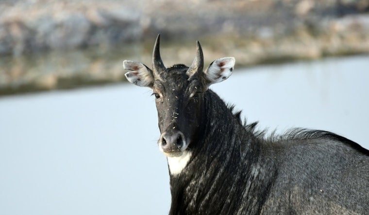 More Than 100,000 Exotic Animals Roam Across Texas
