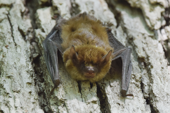 Mount Airy Bats Prompt Rabies Warning After Fireworks