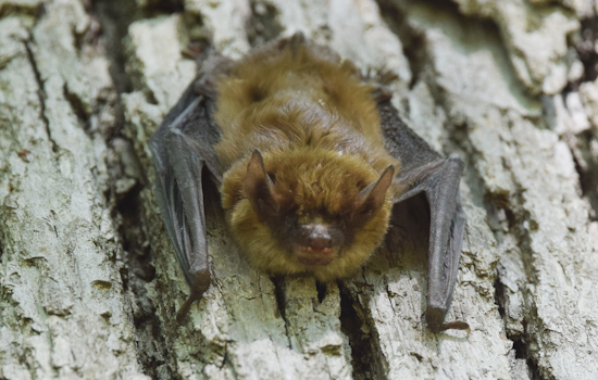Mount Airy Bats Prompt Rabies Warning After Fireworks