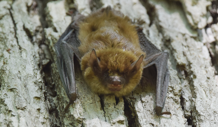 Mount Airy Bats Prompt Rabies Warning After Fireworks