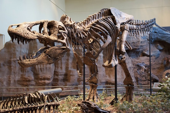 Mystery Mogul Drops $50.1 Million on T. Rex 'Gus' in Manhattan Auction Shocker