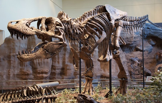 Mystery Mogul Drops $50.1 Million on T. Rex 'Gus' in Manhattan Auction Shocker