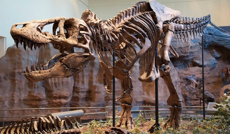 Mystery Mogul Drops $50.1 Million on T. Rex 'Gus' in Manhattan Auction Shocker