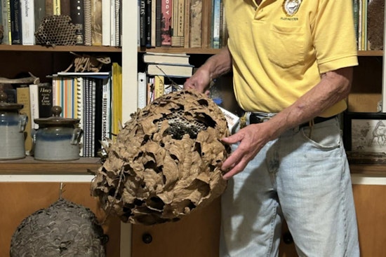 North Carolina’s First Invasive Hornets Found Near Charlotte Home