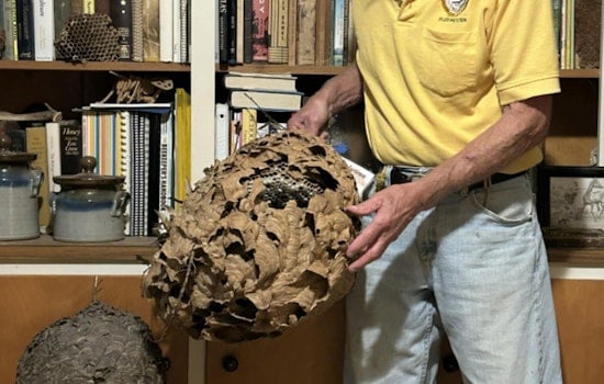 North Carolina’s First Invasive Hornets Found Near Charlotte Home