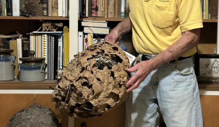 North Carolina’s First Invasive Hornets Found Near Charlotte Home