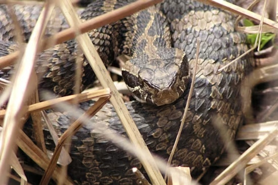 Novi Man Rattled by Rare Rattlesnake Bite at Proud Lake