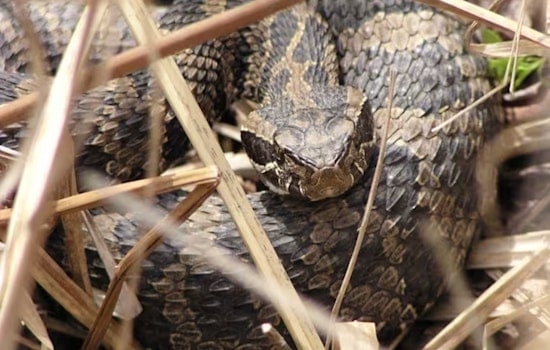 Novi Man Rattled by Rare Rattlesnake Bite at Proud Lake